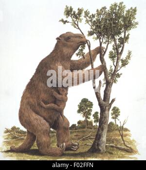 Palaeozoology - Pleistocene period - Extinct mammals - Megatheroids - Megatherium - Art work by Philip Hood Stock Photo