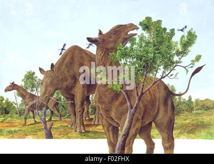 Palaeozoology - Oligocene/Miocene period - Extinct mammals - Hyracodontids - Indricotherium transouralicum - Art work by Philip Hood Stock Photo