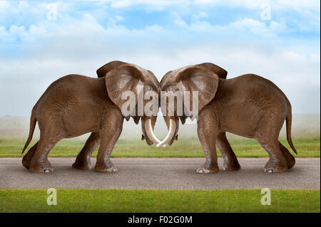 test of strength concept elephants pushing against each other Stock Photo