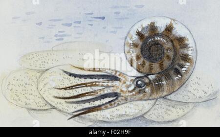 Reconstruction of ammonite, a subclass of Cephalopoda which went extinct in the Cretaceous-Paleogene Period. Drawing. Stock Photo