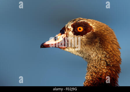 Egyptian goose (Alopochen aegyptiacus) portrait closeup - Kruger National Park (South Africa) Stock Photo