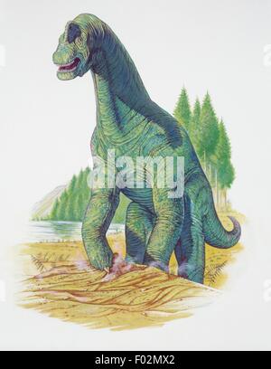 Palaeozoology - Upper Jurassic - Dinosaurs - Brachiosaurus - Art work Stock Photo
