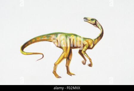 Palaeozoology - Upper Jurassic period - Dinosaurs - Compsognatus - Art work by Lee Gibbons Stock Photo