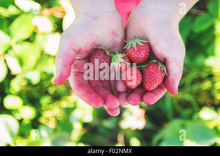 Close-up of a boy's stained hands holding freshly picked strawberries, USA Stock Photo