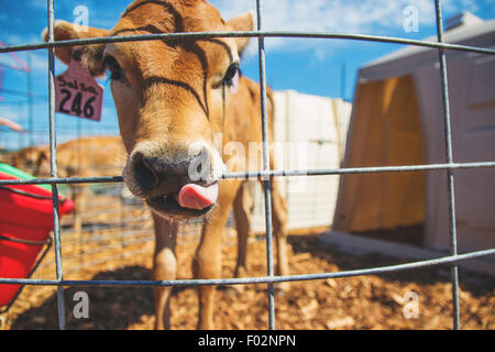 Close-up of cow on farm Stock Photo