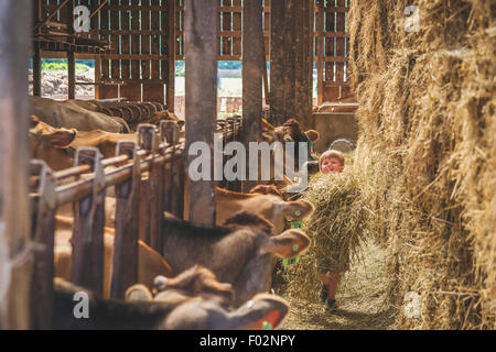Boy with feeding Cows in stalls on farm Stock Photo