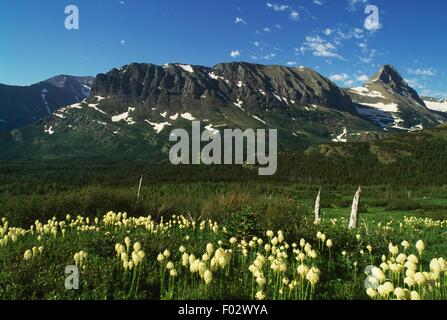 Wildflower Meadow near Many Glacier in Glacier National Park, Montana ...