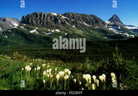 Wildflower Meadow near Many Glacier in Glacier National Park, Montana ...