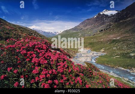 Rhododendrons (Rhododendron sp) in bloom in Valle dell'Alpe, Stelvio National Park, Lombardy, Italy. Stock Photo