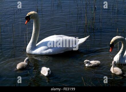 Mute swans (Cygnus olor) with cygnets, Regional Nature Park of the Camargue (Parc naturel regional de Camargue), Provence-Alpes-Cote d'Azur, France. Stock Photo