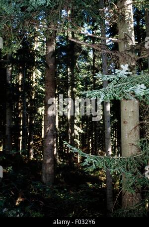 Silver fir (Abies alba), Casentino Forest National Park, Mount Falterona, Campigna, Tuscany and Emilia-Romagna, Italy. Stock Photo