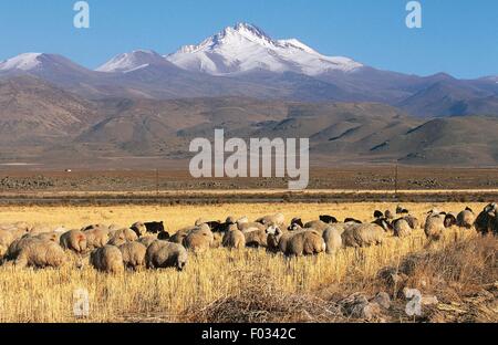 Sheep grazing, slopes of Mount Erciyes (Erciyes Dagi), Cappadocia, Turkey. Stock Photo