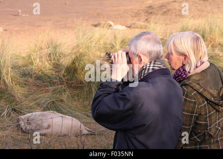 Visitors to Donna Nook Nature Reserve  witness grey seal pups and their mothers from the public viewing area, Lincolnshire UK Stock Photo