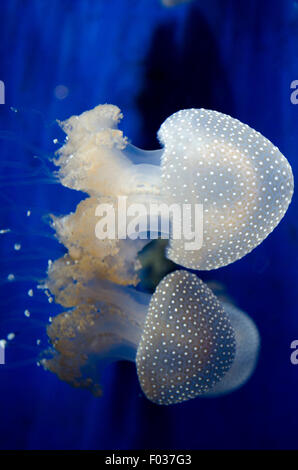 Italy,Liguria,Genoa Aquarium,Phyllorhiza punctata is a species of jellyfish,also known as the floating bell,Australian spotted Stock Photo