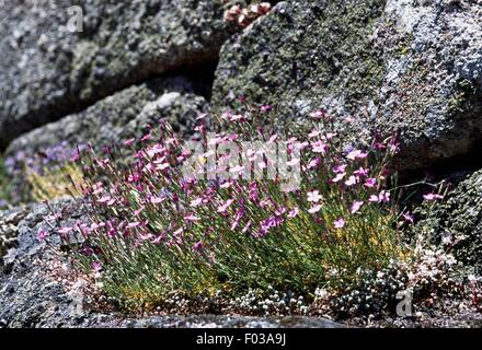 Common Soapwort (Saponaria officinalis), Peneda-Geres National Park (Parque Nacional da Peneda-Geres), Portugal. Stock Photo