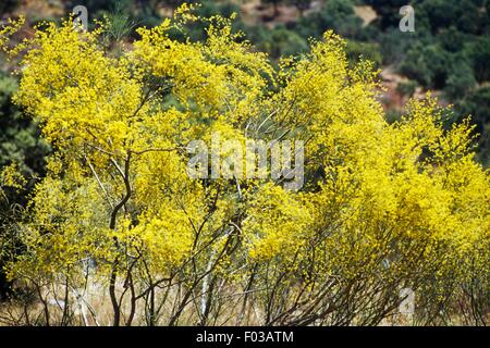 Mount Etna broom (Genista aetnensis), Monfrague National Park (Parque Nacional Monfrague), Extremadura, Spain. Stock Photo