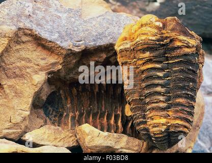 Trilobite fossil (Trilobites sp), Arthropoda, Valley of the Ziz, Erfoud, Morocco. Stock Photo