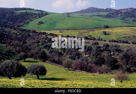 Forests of oak and cork at Granza Soprana, Oriented Nature Reserve of Favara and Granza woods, Sicily, Italy. Stock Photo