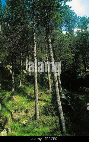 Forest of mountain pine (Pinus mugo uncinata) in the Chalamy river valley, Mont Avic Natural Park, Valle d'Aosta (Western Alps), Italy. Stock Photo
