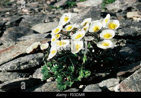 Glacier crowfoot (Ranunculus glacialis), Stelvio National Park, Lombardy, Italy. Stock Photo