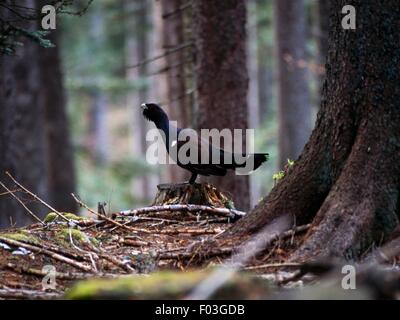 Wood Grouse (Tetrao urogallus) performing a mating ritual, Pokljuka forest, Triglav National Park (Triglavski Narodni Park), Slovenia. Stock Photo