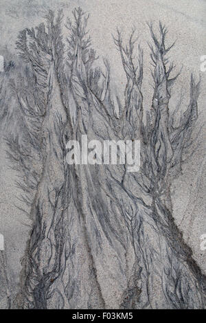 Patterns in sand left as the tide recedes resembling trees on North Uist Beach Hebrides Stock Photo