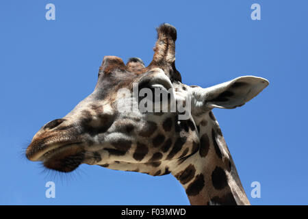 Rothschild's giraffe (Giraffa camelopardalis rothschildi) at Jihlava Zoo in Jihlava, East Bohemia, Czech Republic. Stock Photo
