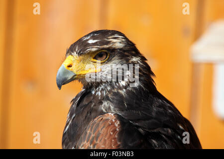 Harris's hawk (Parabuteo unicinctus) at Jihlava Zoo in Jihlava, East Bohemia, Czech Republic. Stock Photo