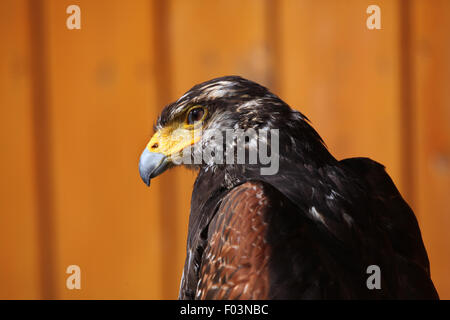 Harris's hawk (Parabuteo unicinctus) at Jihlava Zoo in Jihlava, East Bohemia, Czech Republic. Stock Photo