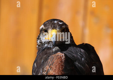 Harris's hawk (Parabuteo unicinctus) at Jihlava Zoo in Jihlava, East Bohemia, Czech Republic. Stock Photo