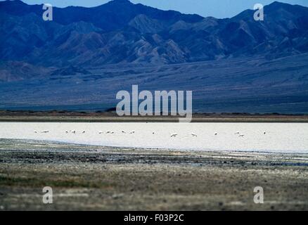 Orog Nuur Lake with the Altai Mountains in the background, Gobi Desert, Mongolia. Stock Photo