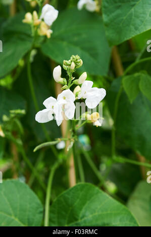 Runner Bean plants with white flowers and a crop of young beans growing up a cane wigwam in a vegetable garden. Stock Photo