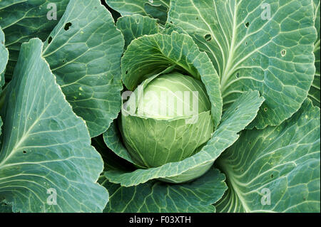 Mature Cabbage plants growing and ready for harvesting in a vegetable garden. Stock Photo