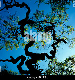 Astsiluette Stock Photo