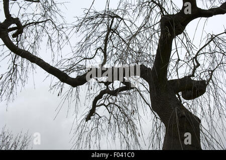 Astsiluette Stock Photo