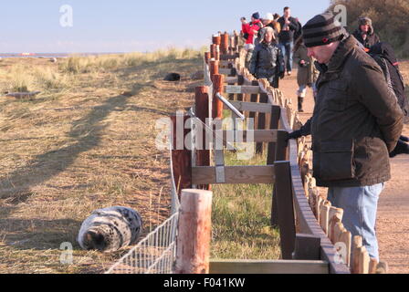 Visitors watch grey seals,including mothers and pups from the public viewing area at Donna Nook Nature Reserve, Lincolnshire, UK Stock Photo