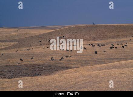 Agricultural landscape with animals grazing, Kurdistan Province, Iran. Stock Photo