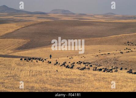 Agricultural landscape with animals grazing, Kurdistan Province, Iran. Stock Photo
