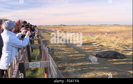 Visitors watch grey seals,including mothers and pups from the public viewing area at Donna Nook Nature Reserve, Lincolnshire, UK Stock Photo