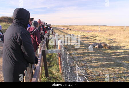 Visitors watch grey seals,including mothers and pups from the public viewing area at Donna Nook Nature Reserve, Lincolnshire, UK Stock Photo