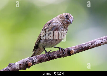 A female house finch (Carpodacus mexicanus) perching on a branch in summer Stock Photo