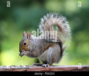 Gray Squirrel (Sciurus carolinensis) in summer eating seeds from it's paws Stock Photo