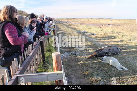 Visitors watch grey seals,including mothers and pups from the public viewing area at Donna Nook Nature Reserve, Lincolnshire, UK Stock Photo