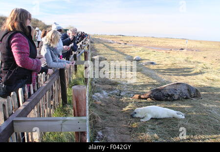 Visitors watch grey seals,including mothers and pups from the public viewing area at Donna Nook Nature Reserve, Lincolnshire, UK Stock Photo