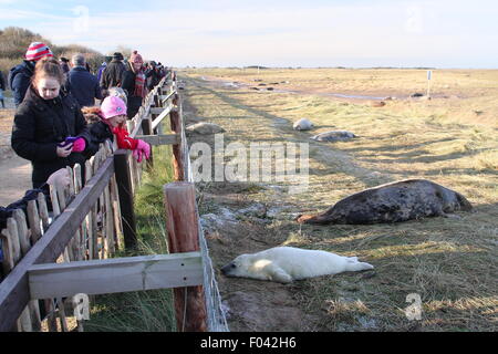 Visitors watch grey seals,including mothers and pups from the public viewing area at Donna Nook Nature Reserve, Lincolnshire, UK Stock Photo