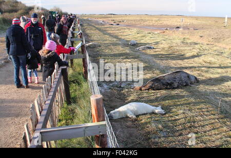 Visitors watch grey seals,including mothers and pups from the public viewing area at Donna Nook Nature Reserve, Lincolnshire, UK Stock Photo