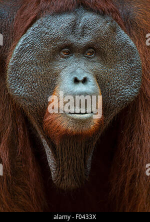 Dominant male orangutan in Kalimantan, Borneo Stock Photo