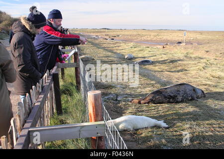 Visitors watch grey seals,including mothers and pups from the public viewing area at Donna Nook Nature Reserve, Lincolnshire, UK Stock Photo