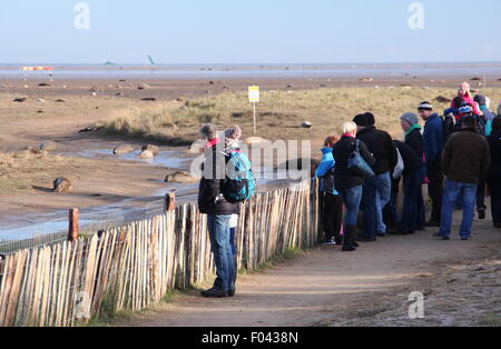 Visitors watch grey seals,including mothers and pups from the public viewing area at Donna Nook Nature Reserve, Lincolnshire, UK Stock Photo