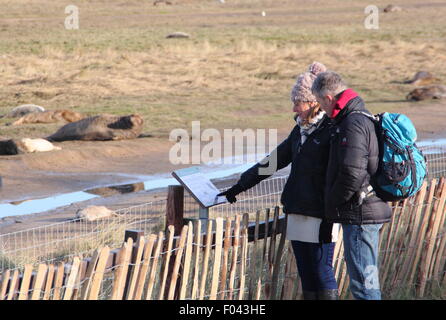 Visitors watch grey seals,including mothers and pups from the public viewing area at Donna Nook Nature Reserve, Lincolnshire, UK Stock Photo